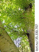 Бук лесной разрезнолистный (Fagus sylvatica, var. laciniata ). Фрагмент ствола и кроны. Стоковое фото, фотограф Ирина Борсученко / Фотобанк Лори