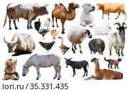 domestic animals collection. Стоковое фото, фотограф Яков Филимонов / Фотобанк Лори