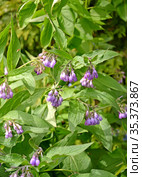 Цветение окопника лекарственного (Symphytum officinale L.) Стоковое фото, фотограф Ирина Борсученко / Фотобанк Лори