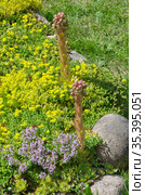 Зацветающее молодило (лат. Sempervivum), цветущий тимьян ползучий (лат.Thymus serpyllum) и очиток едкий (лат. Sedum acre) на клумбе в саду. Стоковое фото, фотограф Елена Коромыслова / Фотобанк Лори