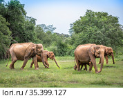 Elephants with baby elephant in the Udawalawe National Park on the island of Sri Lanka (2019 год). Стоковое фото, фотограф Сергей Фролов / Фотобанк Лори