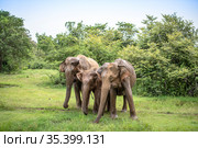 Elephants with baby elephant in the Udawalawe National Park on the island of Sri Lanka (2019 год). Стоковое фото, фотограф Сергей Фролов / Фотобанк Лори