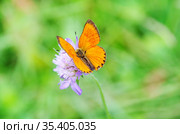 Бабочка червонец огненный (самец) (лат. Lycaena virgaureae) на цветке короставника. Стоковое фото, фотограф Елена Коромыслова / Фотобанк Лори