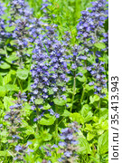 Цветение живучки ползучей (Ajuga reptans) Стоковое фото, фотограф Наталия Шевченко / Фотобанк Лори