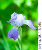 Цветок ириса сибирского (Iris sibirica) Стоковое фото, фотограф Наталия Шевченко / Фотобанк Лори
