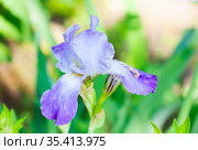 Цветок ириса сибирского (Iris sibirica) Стоковое фото, фотограф Наталия Шевченко / Фотобанк Лори