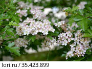 Цветущий боярышник однопестичный (Crataegus monogyna Jacq.). Весна. Стоковое фото, фотограф Ирина Борсученко / Фотобанк Лори