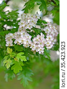 Боярышник однопестичный (Crataegus monogyna Jacq.). Цветы и листья. Стоковое фото, фотограф Ирина Борсученко / Фотобанк Лори
