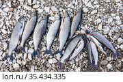 Catch of Siberian whitefish and grayling on shore rocks. Сибирские сиги и хариусы на берегу реки. (2015 год). Стоковое фото, фотограф Олег Елагин / Фотобанк Лори
