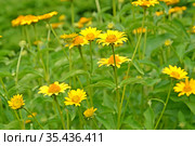 Гелиопсис шероховатый (Heliopsis helianthoides ssp. scabra (Dun.) Fisch.). Желтые цветы. Стоковое фото, фотограф Ирина Борсученко / Фотобанк Лори