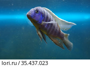 Африканская цихлида Псевдотрофеус зебра Pseudotropheus zebra в аквариуме. Стоковое фото, фотограф Natalia Sidorova / Фотобанк Лори