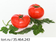 Ripe Tomatoes with water droplets, Dill (Anethum graveolens) and Petroselinum (parsley) on light background. Стоковое фото, фотограф Валерия Попова / Фотобанк Лори
