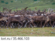 Идущее стадо северных оленей крупным планом. Ямал. Стоковое фото, фотограф Виктор Карасев / Фотобанк Лори