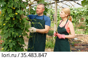 Man and woman gardeners with scissors arranging Momordica balsamina. Стоковое фото, фотограф Яков Филимонов / Фотобанк Лори