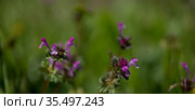 Flora of Gran Canaria - Lamium amplexicaule, henbit dead-nettle, introduced and invasive species, natural macro floral background. Стоковое фото, фотограф Tamara Kulikova / Фотобанк Лори