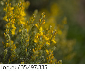 Flora of Gran Canaria - bright yellow flowers of Teline microphylla, broom species endemic to the island, natural macro floral background. Стоковое фото, фотограф Tamara Kulikova / Фотобанк Лори