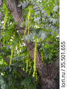 Лапина ясенелистная с зелеными соплодиями (Pterocarya fraxinifolia) Стоковое фото, фотограф Ирина Борсученко / Фотобанк Лори