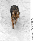 Golden jackal (Canis aureus) runs on snow in winter. Стоковое фото, фотограф Валерия Попова / Фотобанк Лори