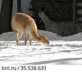 Vicugna (Vicugna vicugna) on snow. Стоковое фото, фотограф Валерия Попова / Фотобанк Лори