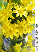 lesser celandine, fig-root butter-cup (Ranunculus ficaria, Ficaria verna) Стоковое фото, фотограф Марина Володько / Фотобанк Лори