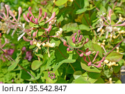 Цветущая жимолость каприфоль (Lonicera caprifolium L.). Фон. Стоковое фото, фотограф Ирина Борсученко / Фотобанк Лори