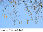 Цветущая черная ольха (Alnus glutinosa (L.) Gaertn.) на фоне неба. Весна. Стоковое фото, фотограф Ирина Борсученко / Фотобанк Лори