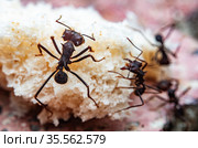 Leaf cutter ants. Стоковое фото, фотограф Julio Rivalta / Фотобанк Лори