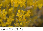 Flora of Gran Canaria - bright yellow flowers of Teline microphylla, broom species endemic to the island, natural macro floral background. Стоковое фото, фотограф Tamara Kulikova / Фотобанк Лори