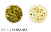 Mung bean sprouts and mung bean dry isolated on white. Стоковое фото, фотограф Galina Barbieri / Фотобанк Лори