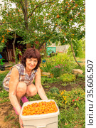 beautiful mature women sits under an apricot tree with a large plastic container full of apricots on a summer day. Стоковое фото, фотограф Акиньшин Владимир / Фотобанк Лори
