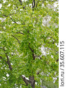 Лещина древовидная (медвежий орех) (Corylus colurna L.). Фрагмент кроны. Стоковое фото, фотограф Ирина Борсученко / Фотобанк Лори
