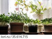 Tomato seedlings in plastic buckets with soil, standing in front of a curtained window indoors. Стоковое фото, фотограф Вадим Орлов / Фотобанк Лори