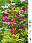 Бальзамин Том Тамб (лат. Impatiens balsamina) цветет среди садовых цветов. Стоковое фото, фотограф Елена Коромыслова / Фотобанк Лори