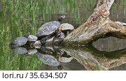 Pond sliders AKA Red Eared Terrapin Turtles - Trachemys scripta elegans. Стоковое видео, видеограф Сергей Старуш / Фотобанк Лори