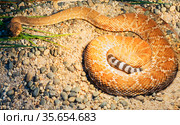 Красная гремучая змея. Red diamond rattlesnake. Стоковое фото, фотограф Галина Савина / Фотобанк Лори