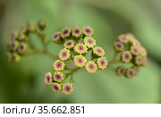 Flora of Gran Canaria - Ageratina adenophora, Crofton weed invasive plant natural macro floral background. Стоковое фото, фотограф Tamara Kulikova / Фотобанк Лори