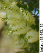 Flowering Melaleuca pallida, lemon bottlebrush, natural macro floral background. Стоковое фото, фотограф Tamara Kulikova / Фотобанк Лори
