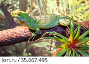 Рептилия Шлемоносный василиск.  Plumed Basilisk. Стоковое фото, фотограф Галина Савина / Фотобанк Лори