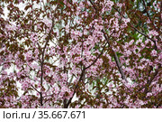 Цветущая сакура (ботаническое название - вишня мелкопильчатая, или prunus sargentii).  Аптекарский Огород (филиал ботанического сада МГУ), Москва. Стоковое фото, фотограф Сергей Рыбин / Фотобанк Лори