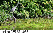 A young grey heron (Ardea cinerea) looking for the food in the water of pond. Japan (2020 год). Стоковое видео, видеограф Сергей Пристяжнюк (Serg Zastavkin) / Фотобанк Лори