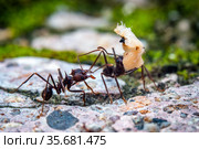 Leaf cutter ant. Стоковое фото, фотограф Julio Rivalta / Фотобанк Лори