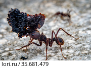Leaf cutter ant. Стоковое фото, фотограф Julio Rivalta / Фотобанк Лори