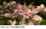 Южный Урал. Цветущая яблоня Недзвецкого. Southern Urals. Blooming apple tree Nedzvetskogo (Malus niedzwetzkyana). Стоковое видео, видеограф Евгений Романов / Фотобанк Лори