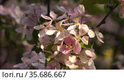 Южный Урал. Цветущая яблоня Недзвецкого. Southern Urals. Blooming apple tree Nedzvetskogo (Malus niedzwetzkyana). Стоковое видео, видеограф Евгений Романов / Фотобанк Лори