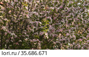 Южный Урал. Цветущая яблоня Недзвецкого. Southern Urals. Blooming apple tree Nedzvetskogo (Malus niedzwetzkyana). Стоковое видео, видеограф Евгений Романов / Фотобанк Лори