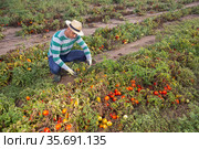Male farmer regrets lost tomato crop after disaster. Стоковое фото, фотограф Яков Филимонов / Фотобанк Лори