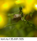 Locust on yellow broom flowers natural macro background (2021 год). Стоковое фото, фотограф Tamara Kulikova / Фотобанк Лори