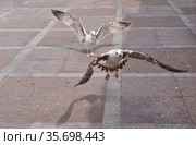 Чайки на набережной Севастополя (2021 год). Стоковое фото, фотограф Илюхина Наталья / Фотобанк Лори
