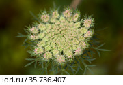 Flora of Gran Canaria - Daucus carota, wild carrot white flowers natural macro floral background. Стоковое фото, фотограф Tamara Kulikova / Фотобанк Лори