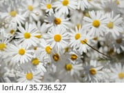 Flora of Gran Canaria - Argyranthemum, marguerite daisy endemic to the Canary Islands (2021 год). Стоковое фото, фотограф Tamara Kulikova / Фотобанк Лори